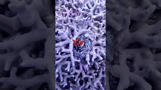 Woke Up As A Marine Biologist