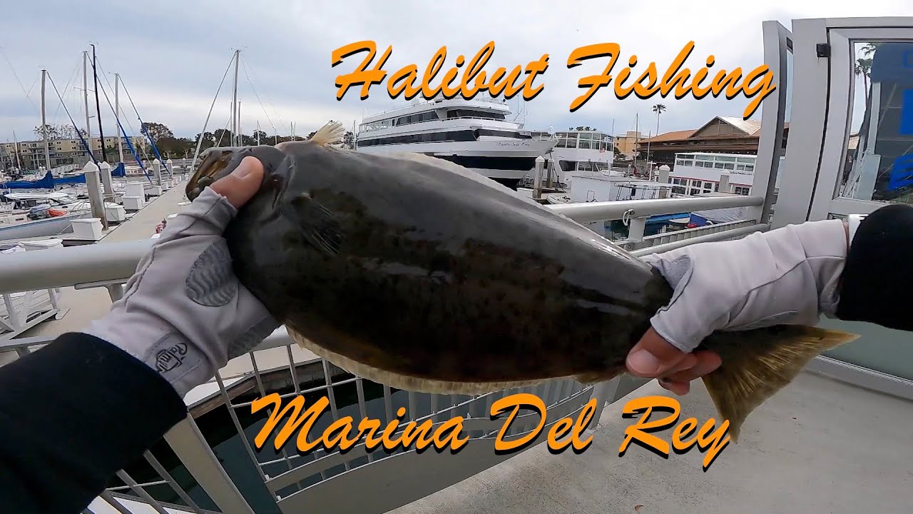 Targeting Halibut - Marina Del Rey Dock Fishing - YouTube