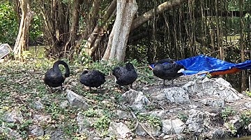 Ngắm thiên nga tuyệt đẹp | Trại rắn Đồng Tâm - Tiền Giang