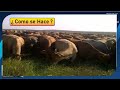 Como es la clasificación para el descarte de vacas