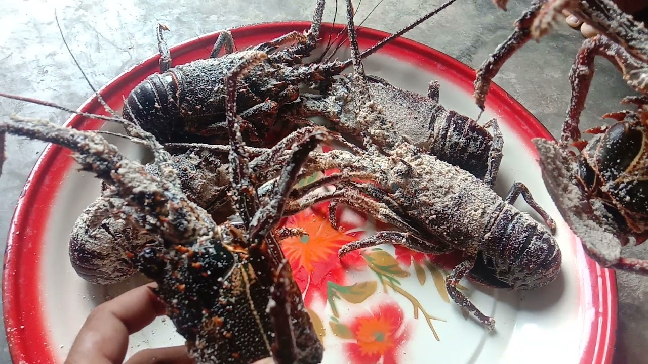 LOBSTER AIR LAUT YouTube