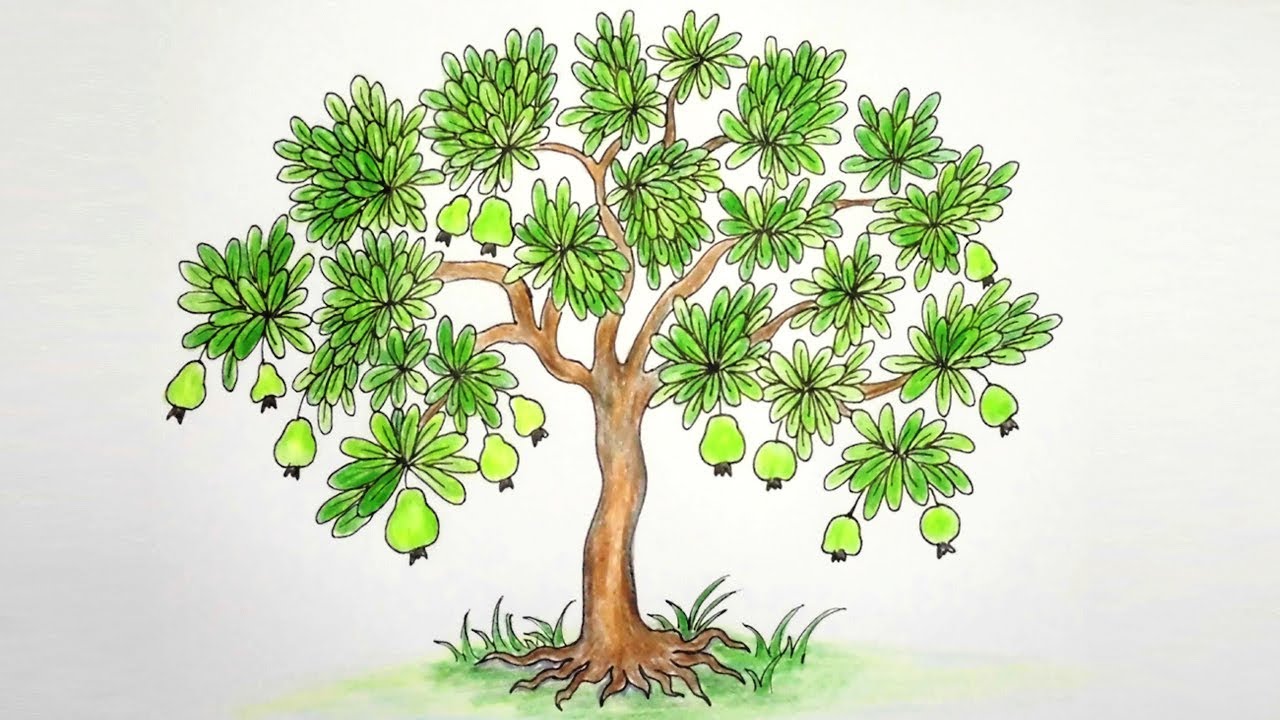 Featured image of post Bayabas Tree Drawing Easy When drawing trees on their own though most students will resort to just drawing the trunk of the tree and cap it with something like a cloud shape