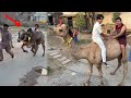 Animals Ka Sath Last Day Enjoy Kra 😍