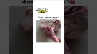 Shark-Tooth Tool Cuts Like a Knife ⚡