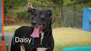 Meet Daisy by SPCA of Texas 46 views 6 months ago 1 minute, 3 seconds