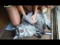 MAINE COON CAT BLACK SILVER meows meows and gets massage → Funniest cat meow