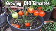 California Gardening 