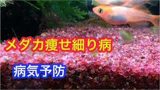 メダカ痩せ細り病 なぜ痩せてしまうの Youtube