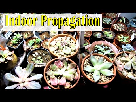 Succulent Indoor Propagation Tour With LED Grow Light