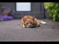 Conquer Laziness Top 10 Steps to Overcoming Laziness!!!