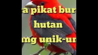 suara pikat kutilang ribut  pikat burung unik2 di hutan 16 Juli 2020