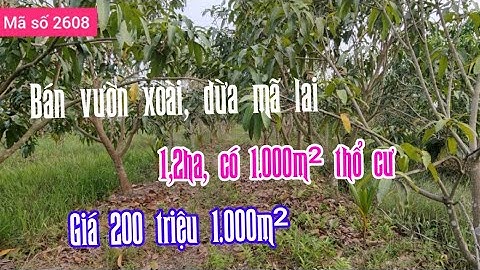 (Đã Bán) vườn xoài và dừa mã lai 1,2ha, giá 200 triệu 1.000m² ở Tiền Giang - MS 2608