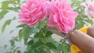beautiful pink roses @ Angel's kids/ harvest from single rose plant.
