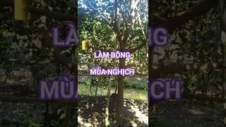 Tiếp tục xử lý làm bông mùa nghịch #kythuatcaytrong #mithai #nokia