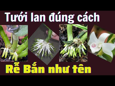 Video: Tưới Nước Cho Cây Lan - Học Cách Và Khi Nào Tưới Nước Cho Cây Lan