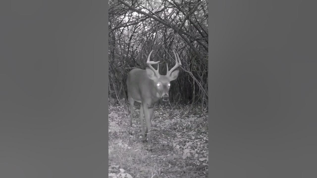 Big Buck, Piebald, Coyote YouTube