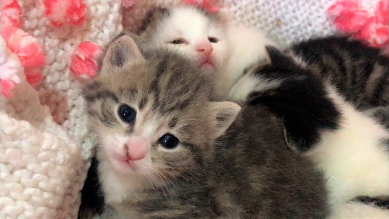 DÜNYANIN EN TATLI YAVRU KEDİ SESİ 💕 ÇOK SEVİMLİ BEBEK YAVRU KEDİ