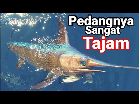 Video: Ikan kecil