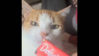 Ginger tries a delectable treat #petsitting by Anth 78 views 2 months ago 1 minute, 1 second