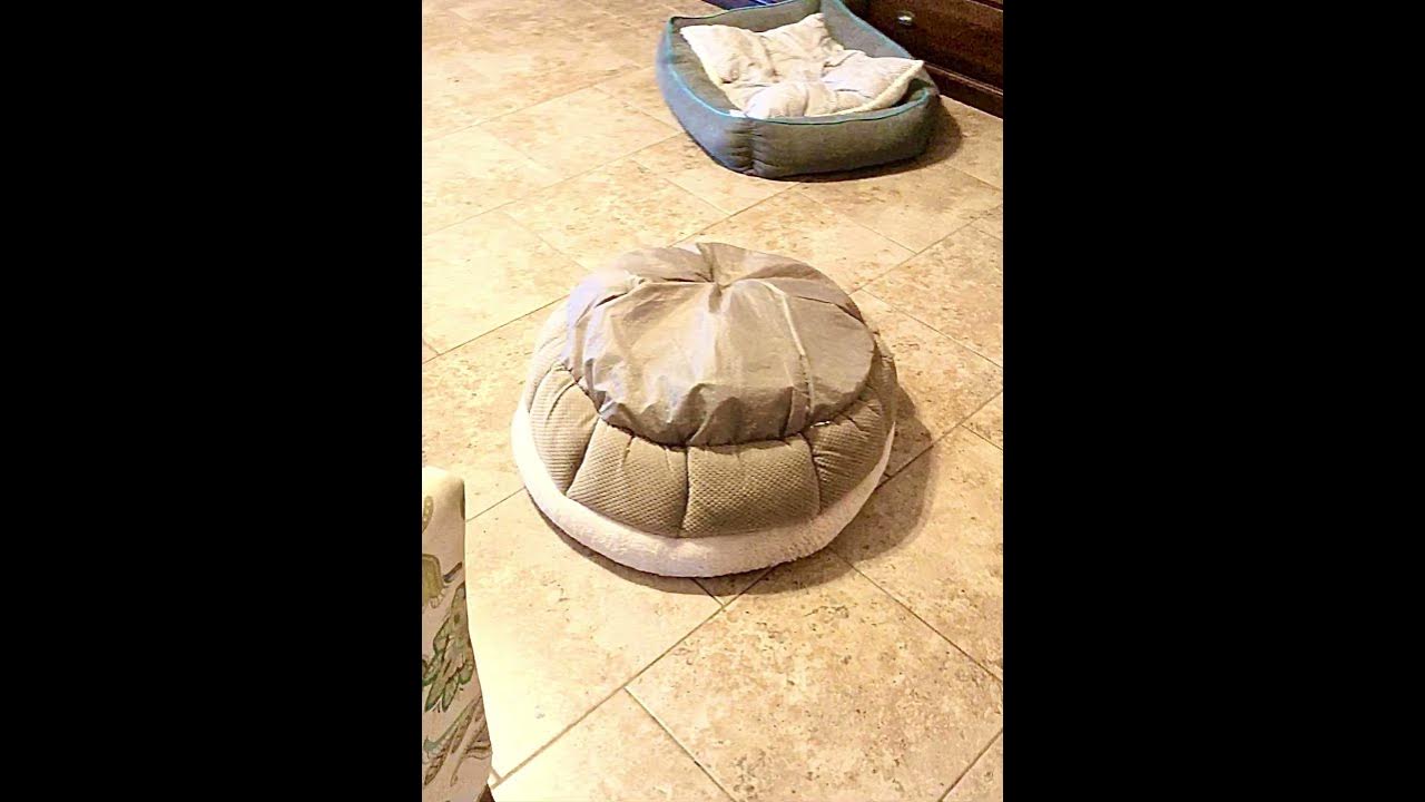 Puppy Uses Bed to Turn Into Turtle || ViralHog