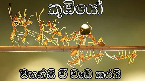 |Koombiyo (කූඹියෝ) | Theme Song | Song Lyrics|