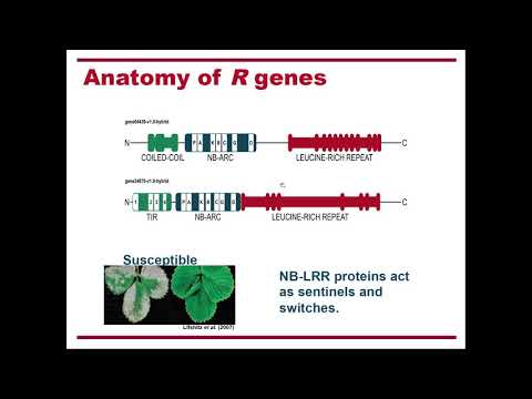 leveraging-evolutionary-histories-to-find-useful-disease-resistance-genes-for-crop-improvement