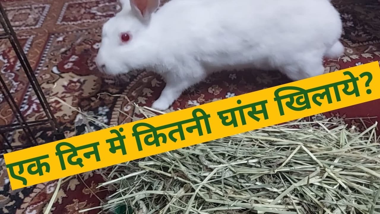 खरगोश को कितनी घास एक दिन में खिलानी चाहिए ? | How Much Hay Per Day Should Be Given To Rabbit ?
