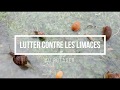 Comment lutter contre les limaces de faon naturelle 