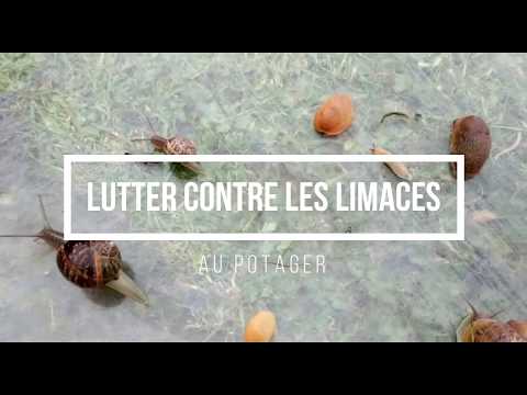 Vidéo: Que sont les limaces de poire : conseils pour gérer les limaces de poire dans le jardin