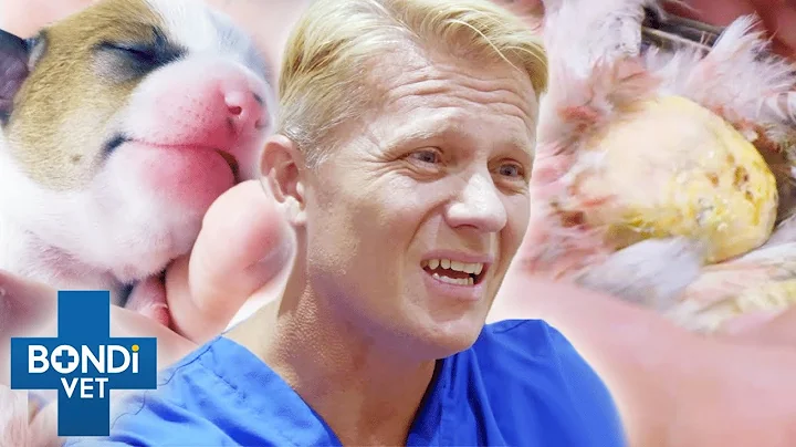 Cyst On Bird and Dog's Enormous Spleen Removal | B...