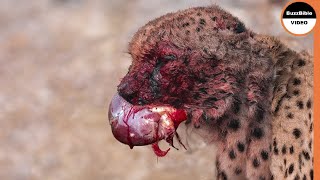 When Bloodlust Strikes, Cheetahs Are Unstoppable