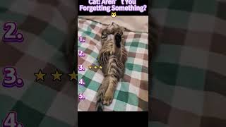 These Cats Are Too Funny 🤣 #youtubeshorts
