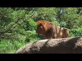 Lion_ the growl