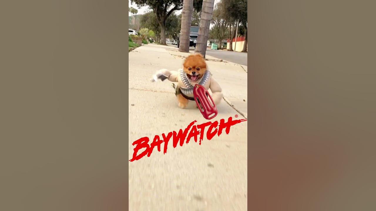 can-dogs-be-life-guards-pomeranian-youtube