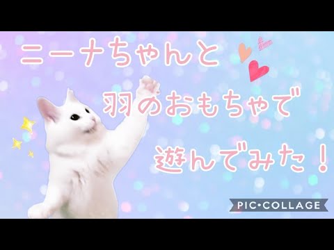 【猫動画】ニーナちゃんと羽のおもちゃで遊んでみた【ニーナチャンネル】