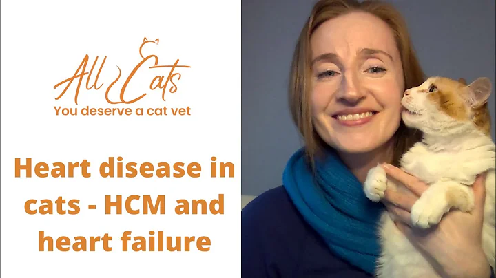 Heart disease in cats - HCM and heart failure - DayDayNews