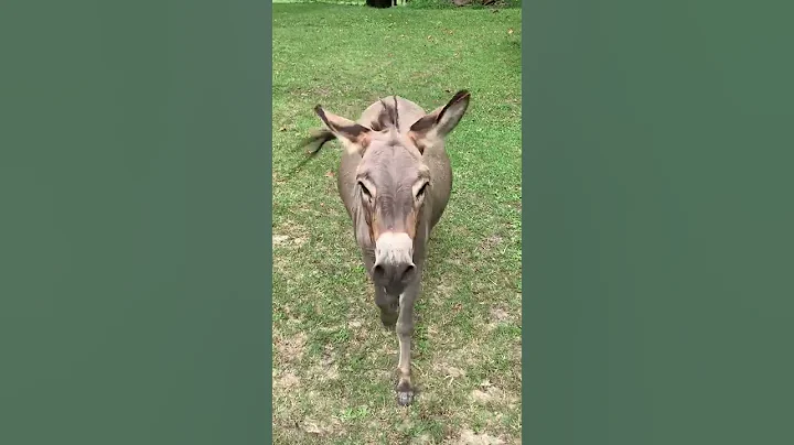 Girl Calls For A Little Donkey To Come Out And He Happily Runs At Her To Play - DayDayNews