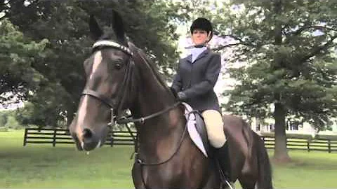 The beauty of the American Saddlebred