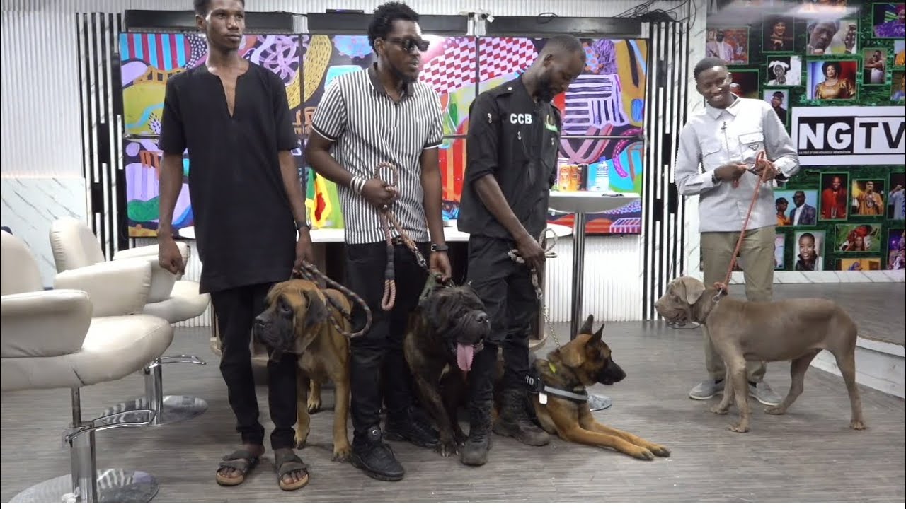 GALON TANAN AVEC LES CHI**S