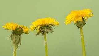 A.i.m.network Flowers Showing