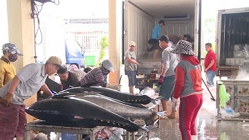 Trúng đậm cá ngừ đại dương, ngư dân đón Tết trên biển