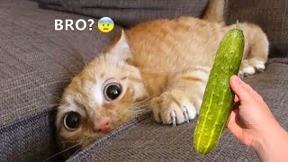 Funniest CATS and DOGS Videos🐶😹| Hilarious Animal COMPILATION 🤣 by Cute pets54 279 views 3 months ago 4 minutes, 38 seconds