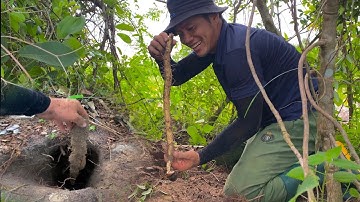 Món Ngon Từ Củ Khoai Mài Mọc Tự Nhiên Trên Rừng