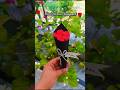 Diy mini flower bouquet💐#short #shortviral #papercraft #diy & craft with astha