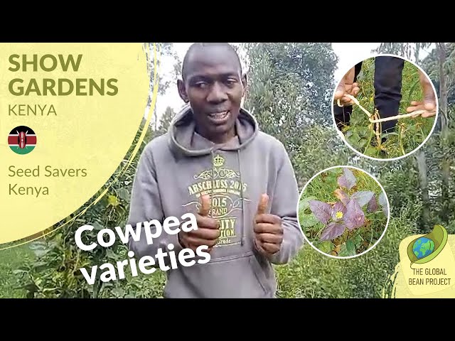 Cowpea varieties (June 2023) - Seed Savers Kenya KE #4 | Global Bean Show gardens