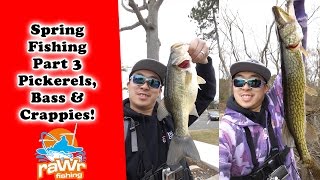 NJ Spring Fishing Part 3 - So much pickerels and Big pickerel/bass