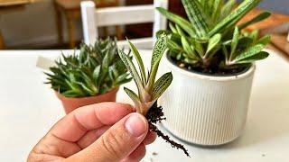 Propagating Succulents By Offsets | So Easy!