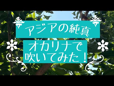 アジアの純真🌇をオカリナで演奏してみた♪((‹(  'ω'  )›))♪