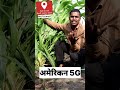 अमेरिकन 5G | सर्वात बेस्ट चारा | निधी गोट फार्म. #चारा #5g #goat