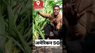 अमेरिकन 5G | सर्वात बेस्ट चारा | निधी गोट फार्म. #चारा #5g #goat